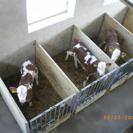 Russbachbauer בית חווה Saint Wolfgang