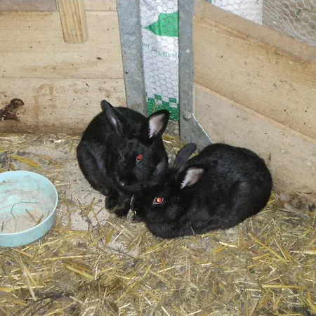 Russbachbauer בית חווה