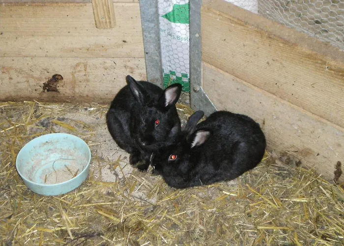 Russbachbauer Gospodarstwo agroturystyczne