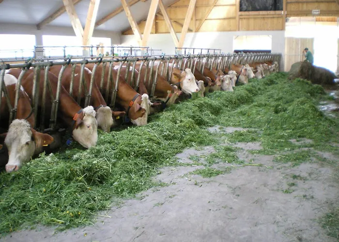 Russbachbauer * Saint Wolfgang