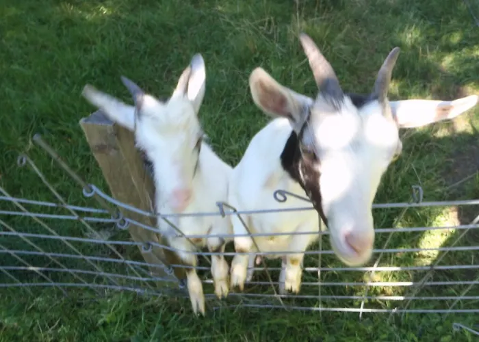 Russbachbauer Gospodarstwo agroturystyczne *