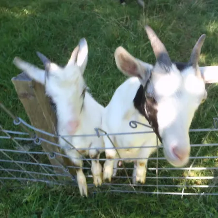 Russbachbauer Çiftlik konaklama *